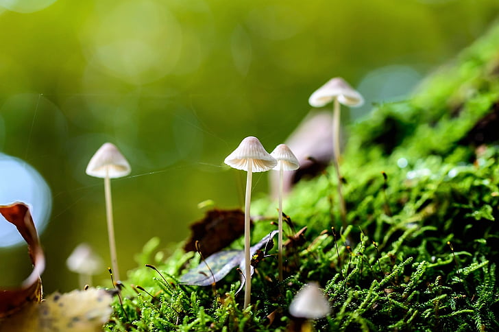 funghi, natura, bianco, crescita, bagnato, nella foresta, pavimento della foresta