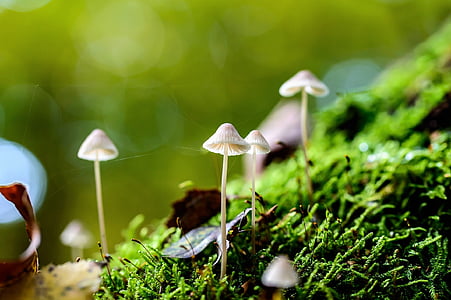 houby, Příroda, bílá, růst, mokrý, v lese, Lesní půda