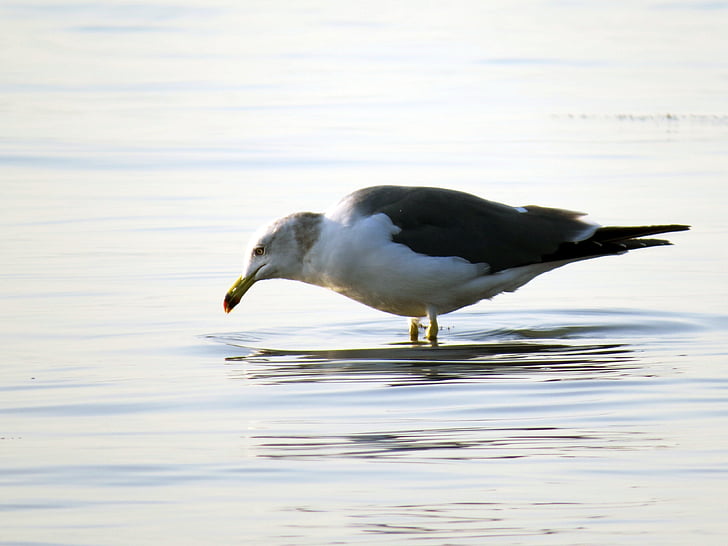 seagull, sea birds, the gull on the sea, new