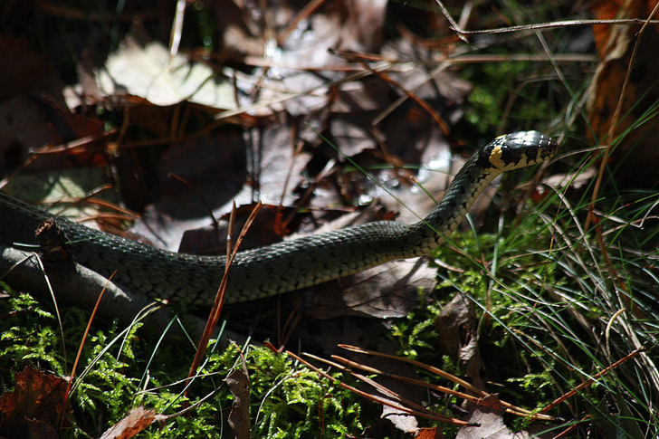 grass snake, nature, snake, litter, forest