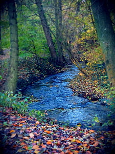 Bach, Park, stromy, listy, jeseň, vody, Príroda