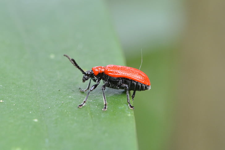 Lilie-Huhn, Getreidehähnchen, criocerinae, Käfer, rot, Lilie, Blatt