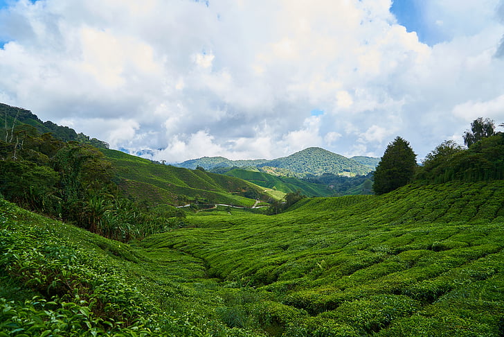 herbata, pole, zielony, tło, plantacje herbaty, Tea garden, małe drzewa