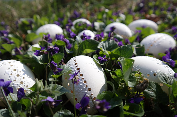 ovos de Páscoa, Branco, Violet, Páscoa, natureza, Primavera, flor