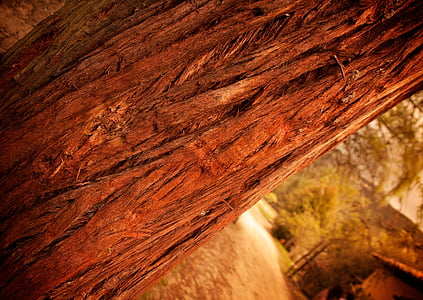 marrón, árbol, tronco, corteza de árbol, naturaleza, con textura, no hay personas