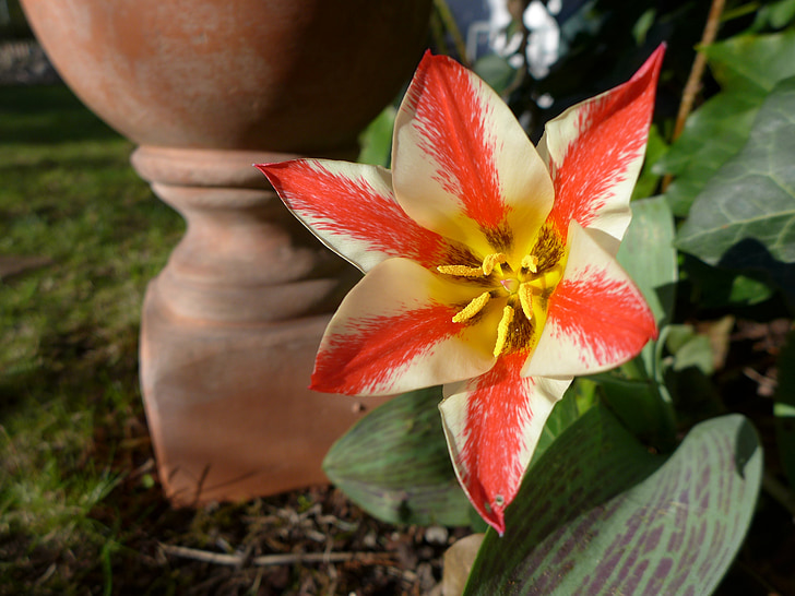 spring, tulip, wild tulip, red, yellow, green, garden
