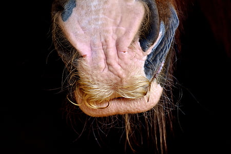 馬の鼻, シャイア馬, 鼻の穴, 閉じる, 動物, 動物の世界, 馬