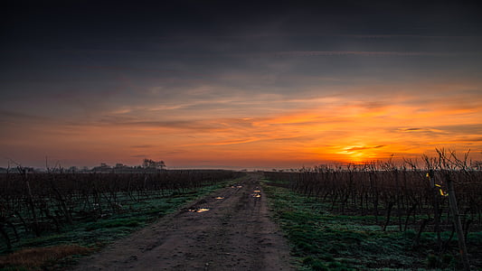 landscape, photo, road, sunset, path, agriculture, green