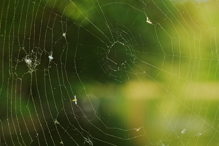 edderkop, Web, arachnid, insekt, natur, Halloween, spindelvæv