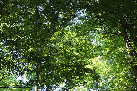 stromy, baldachýn, estetické, Příroda, Les, listy, silný