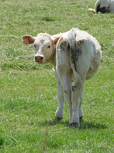 calf, beef, animal, farm, livestock, meat, farming