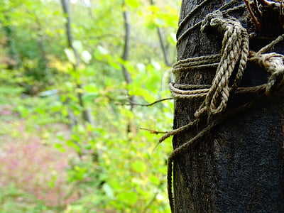 cable, bosque, árbol, nudo de