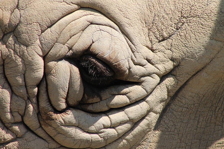 Rinoceronte, olho, cabeça, selvagem, animal, elefante, mamífero