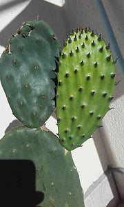 krušaka, opuncija, oštrice od krušaka, kaktusa, Opuntia ficus-indica