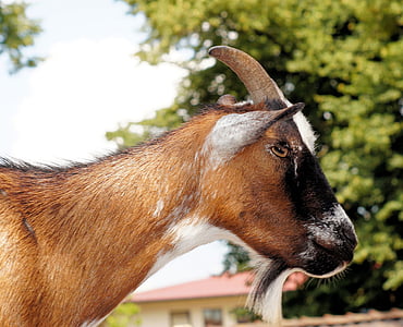 Billy goat, Kazbārdiņa, ožkos, naminių gyvūnėlių, ragai, žinduolis, gyvulininkystės