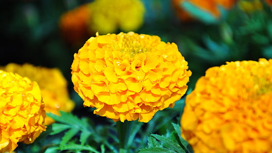 yellow flower, spring, garden, spring flower, nature, yellow, flower