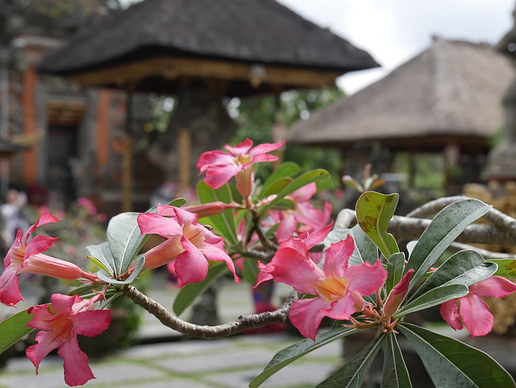 Bali, Asia, Indonesia, blomst, dag, utendørs, bygningen utvendig