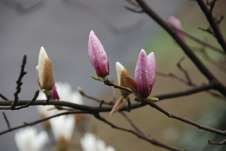magnolia, rain king, flower, drop, section, rain, spring