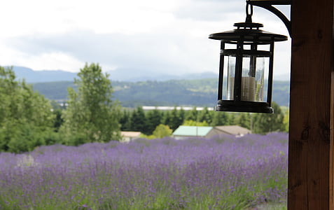 Oregon, Landschaft, Lavendel, Natur, Amerika, Reisen, Nordwesten