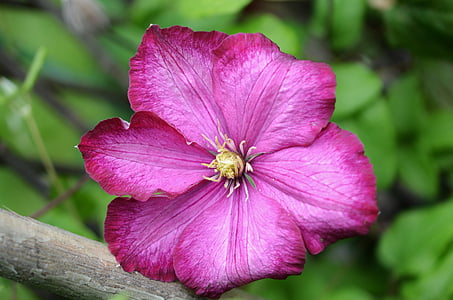 Blume, Rosa, Natur, Frühling, Anlage, Grün, Blatt