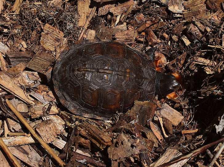 verzierten Kasten-Schildkröte in mulch, Top-Down-, Shell-Muster, Stinkmorchel Pilze essen, Schildkröte, Reptil, Jungtier
