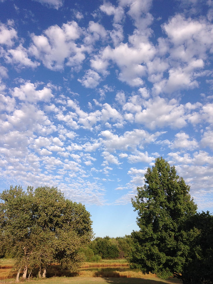 outside, blue sky, white clouds, trees, cottonwoods, sweet gum, pretty