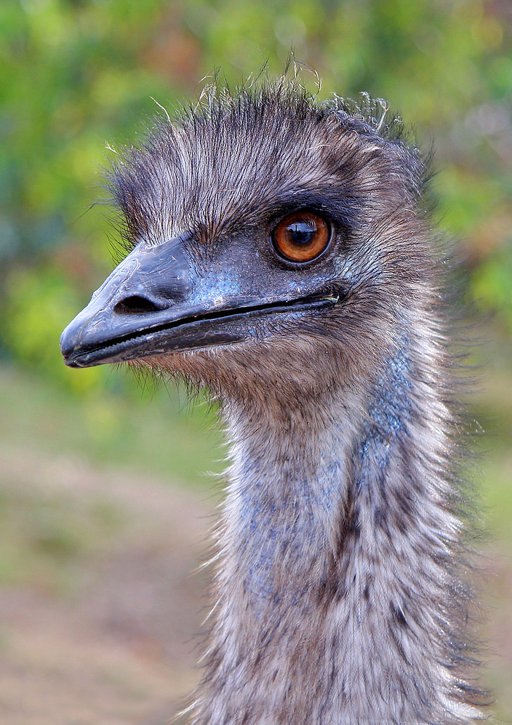 EMU, Australia, Länsi-australia, dromaius novaehollandiae, lintu, nokka, höyhenet