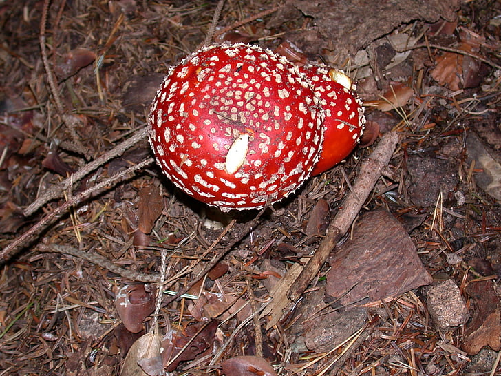 Amanita muscaria, Toadstool, funghi, foresta, regalo, tossico, rosso