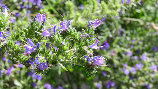 hadinec, echium, purple flowers