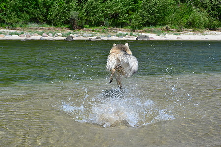 dog, water, most beach, pet, mixed breed dog, baltic sea