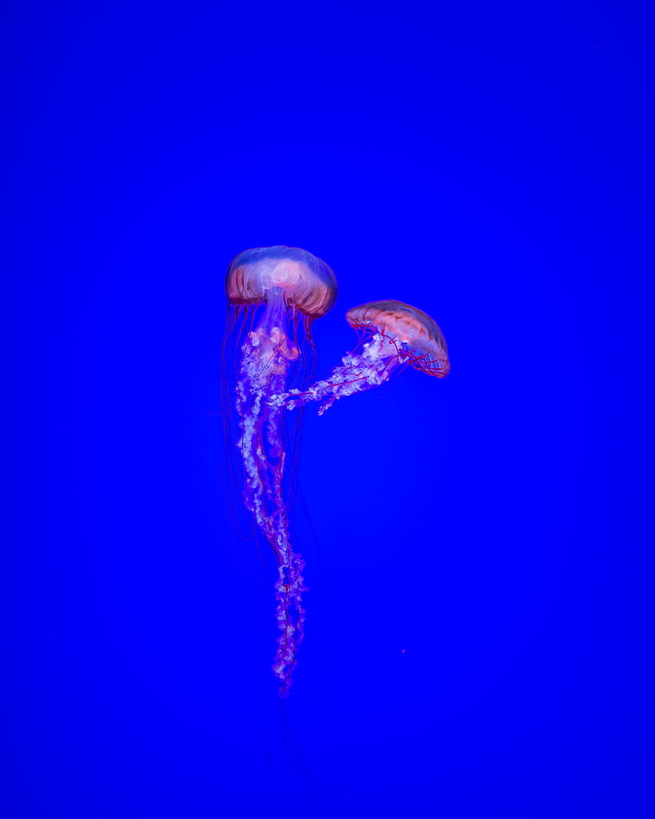 medúzy, more, vody, morská voda, pod vodou, morský život, jedno zviera