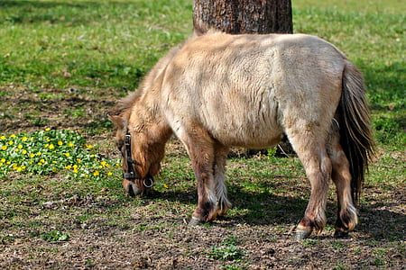 pony, con ngựa, Meadow, động vật, ăn cỏ, Thiên nhiên, động vật