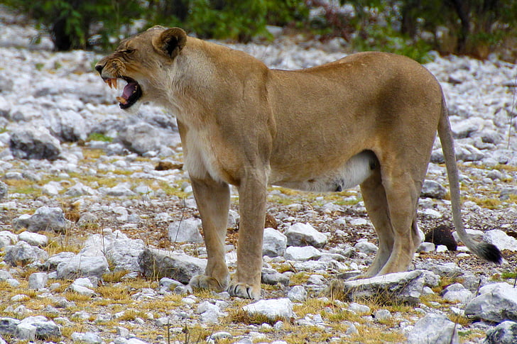 løvinne, Etosha, Namibia, rovdyr, Safari, dyreliv, løve - feline