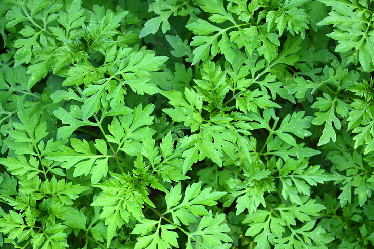 groen, groen, blad, Bladeren, borstel, onderbegroeiing, groene blad