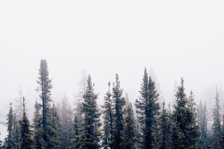nature, forest, trees, woods, smoke, fog, haze