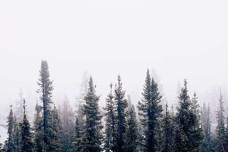 natura, pădure, copaci, pădure, fum, ceaţă, ceata