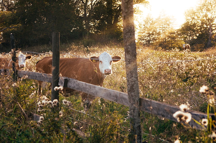 two, brown, white, cows, field, flowers, animal