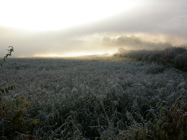morning mist, winter mood, frost