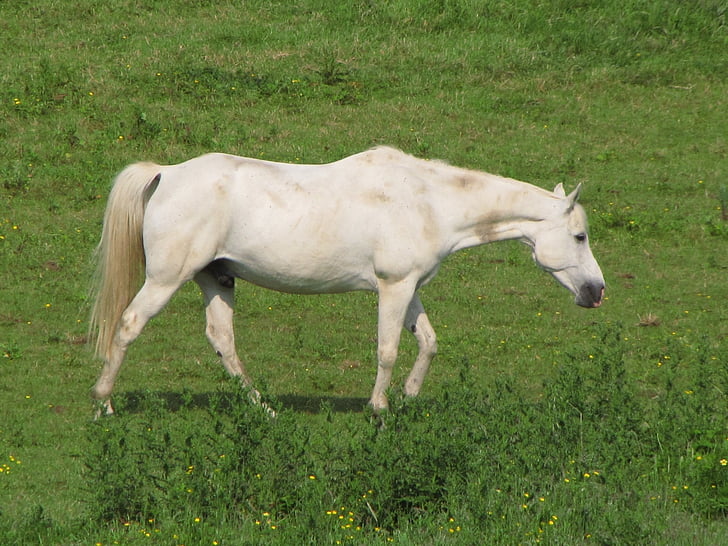 Koń, biały, Mare, źrebię, łąka, trawa, zwierząt