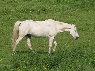 horse, white, mare, foal, meadow, grass, animal