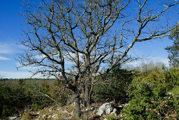dead tree, maquis, scrubland, bushes, boxwood