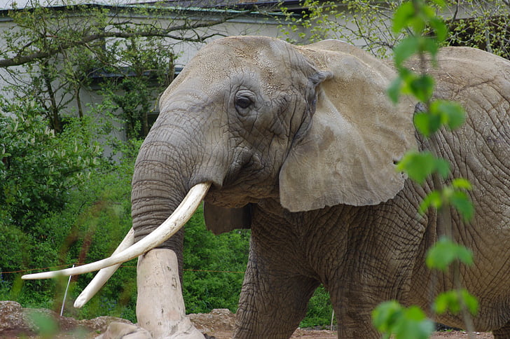 africa de elefant, gradina zoologica, Majestic