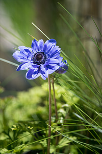 anemone, flower, blue, blue flower, blue anemone, blossom, bloom