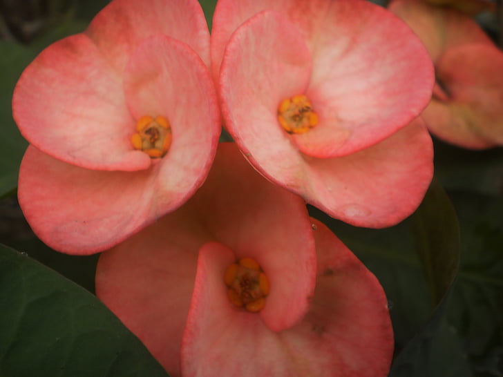 Euphorbia, vaaleanpunainen, Euphorbiaceae, värikkäitä kukkia, kirkkaat värit kukka, Ulkouima, Puutarha