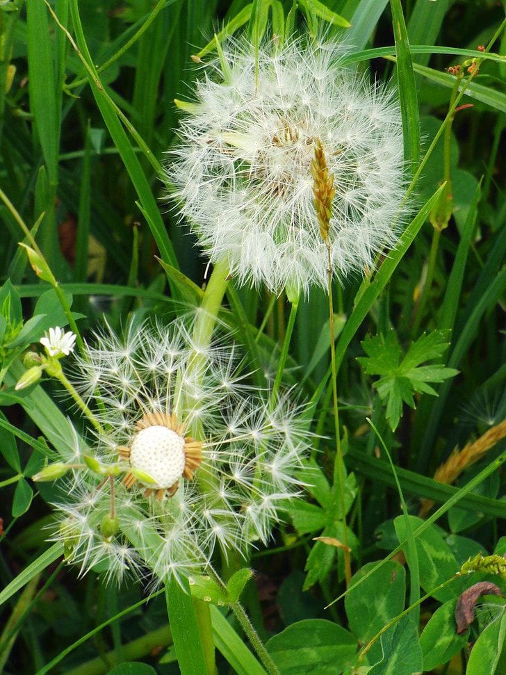 dandelion, meadow, nature, faded, close, summer, flower