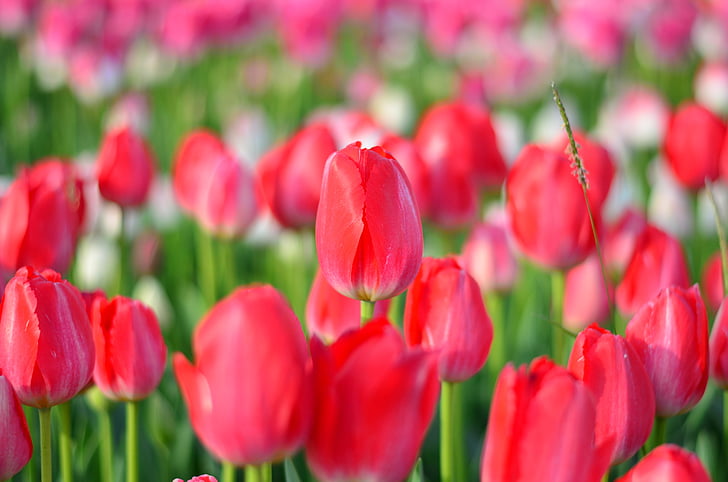 Tulipaner, rød, makro, levende farver, natur, close-up, Tyrkiet