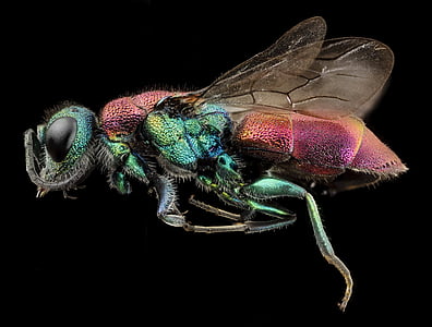 rubytail ハチ, 昆虫, マクロ, 翼, 野生動物, 自然, プロファイル