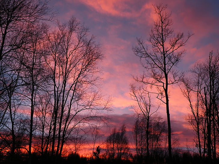 sunrise, pink, trees, sky, nature, morning, summer