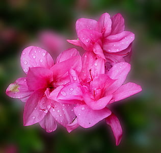 Azalea, Blossom, nở hoa, màu hồng, công viên, Nam, Thiên nhiên