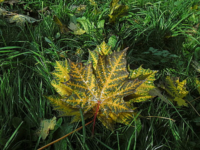 sheet, leaves, autumn, plant, maple leaf, autumn leaves, yellowed sheet